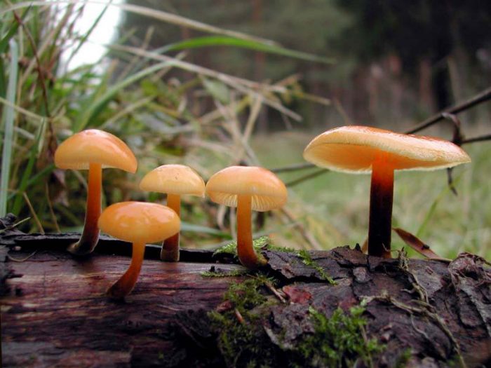 Где растут зимние грибы фото