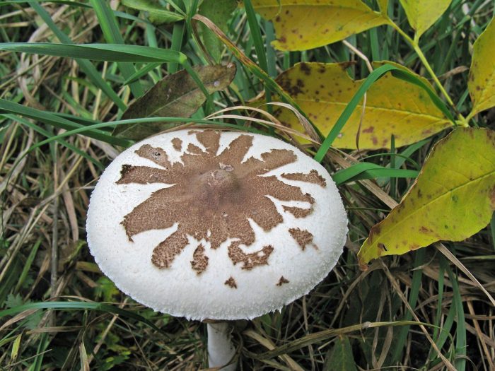 Интересные факты о грибе-зонтике фото
