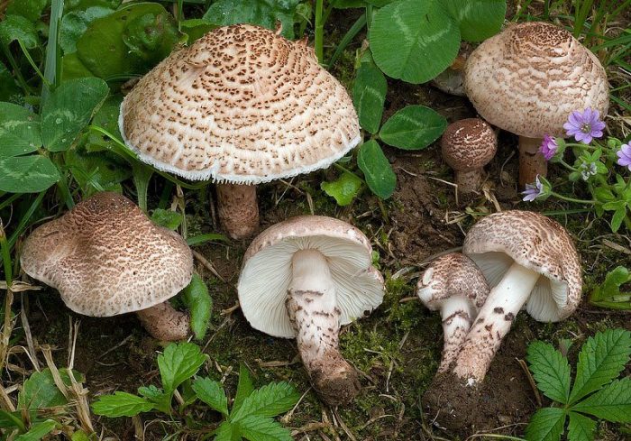 Когда появляются грибы-зонтики фото