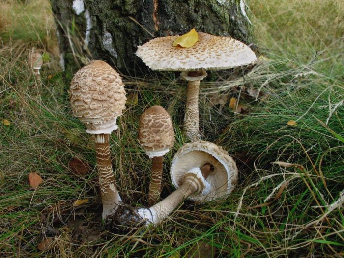 Мякоть гриба-зонтика фото