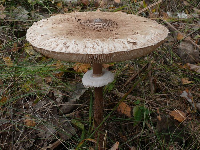 Шляпка гриба-зонтика фото