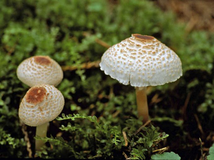 Съедобность грибов-зонтиков фото