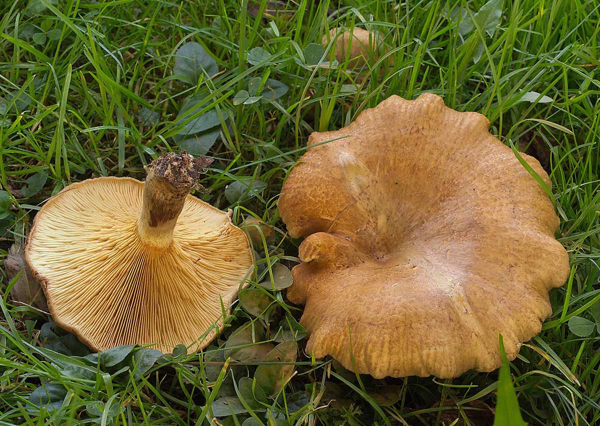 свинушки грибы фото