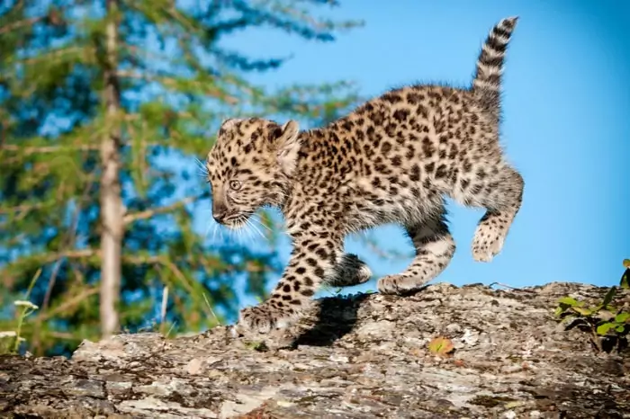 Интересные факты о дальневосточном леопарде
