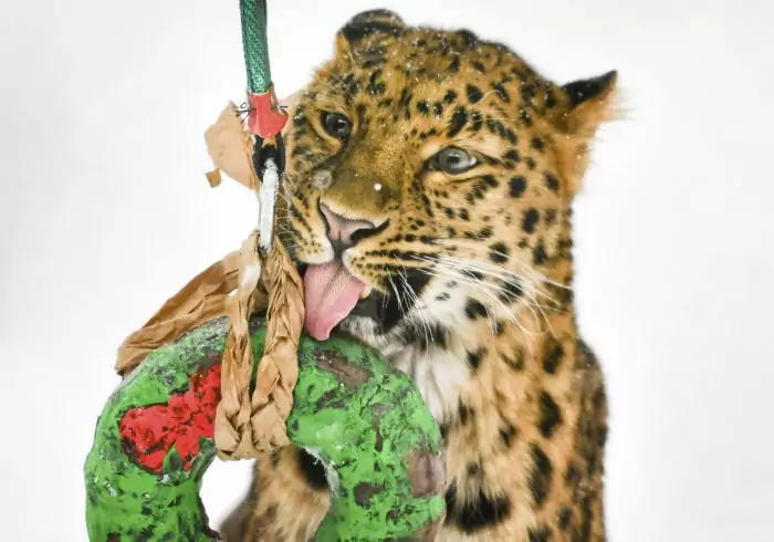 Особенности питания дальневосточного леопарда
