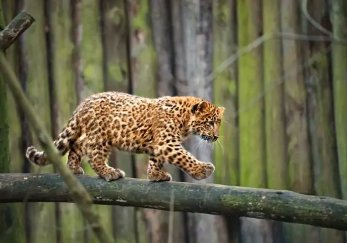 Размножение дальневосточного леопарда
