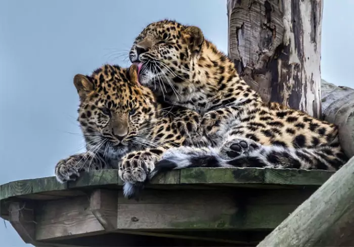 Самец и самка дальневосточного леопарда: основные отличия