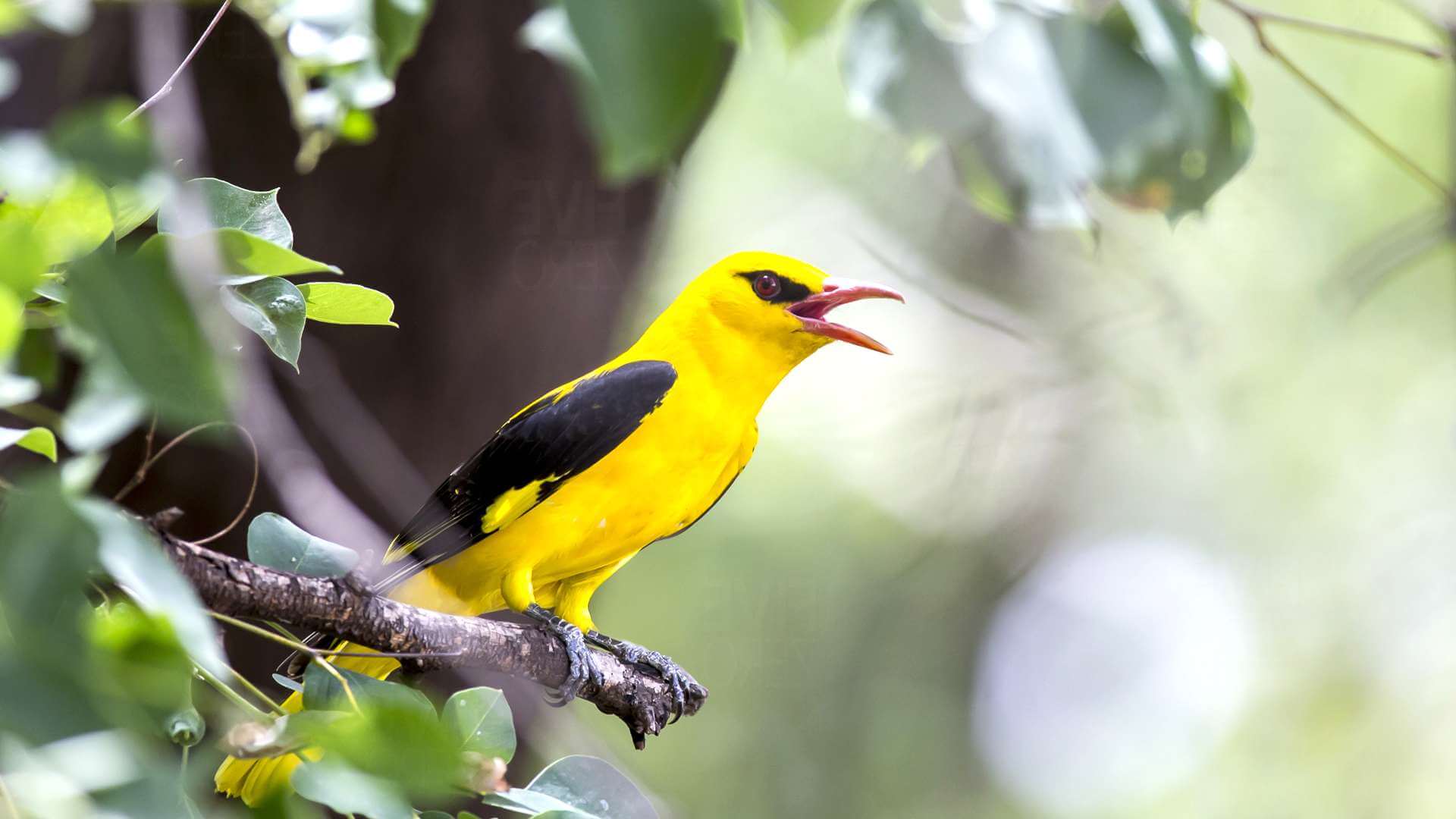 Птица Иволга: [фото и описание] пение, самец и самка, как выглядит, гнездо