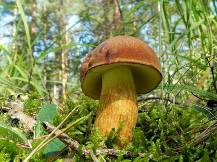 Где растут польские грибы фото