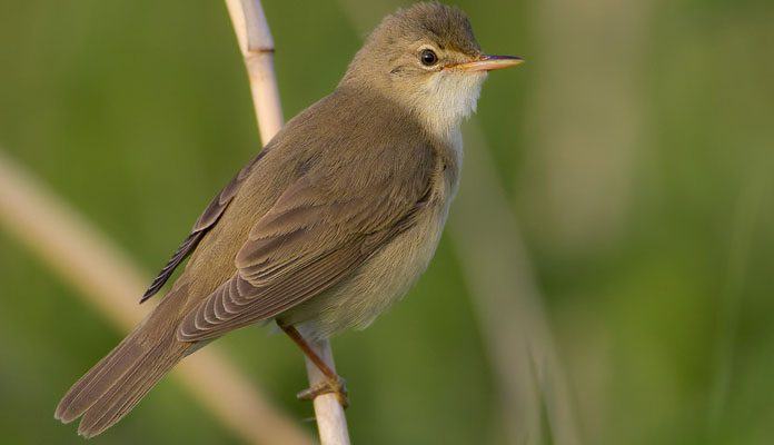 Камышовка садовая птица фото и описание