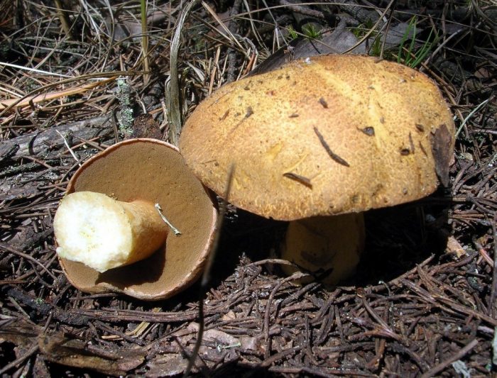Шляпка польского гриба фото
