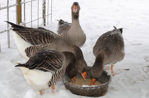 Чем кормить гусей зимой фото