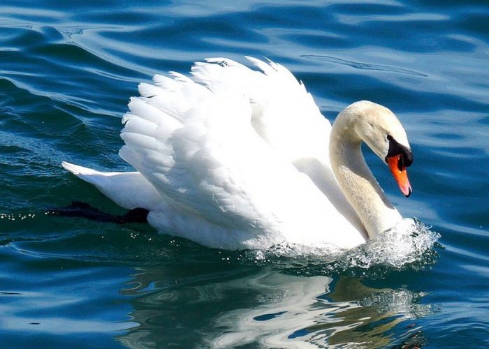 Лебедь (Cygnus): описание, классификация, виды, кормление, факты