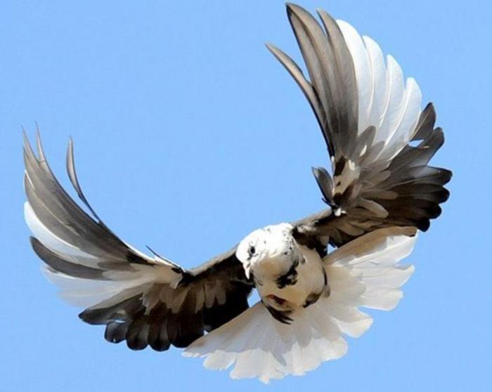Николаевский голубь фото