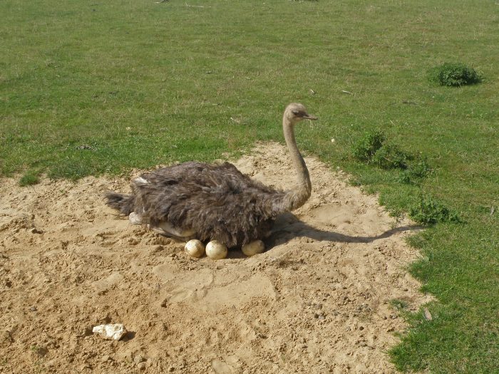 Разведение страусов фото