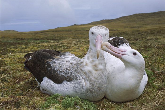 Самец и самка альбатроса: основные отличия фото