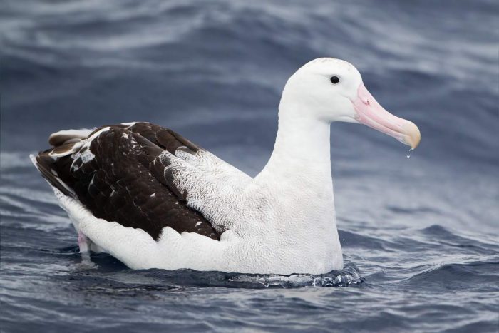Странствующий альбатрос фото