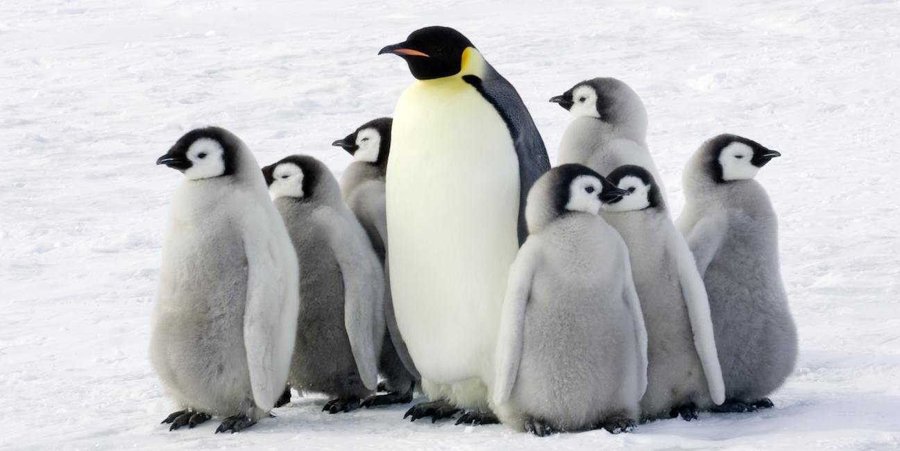 Какой пингвин