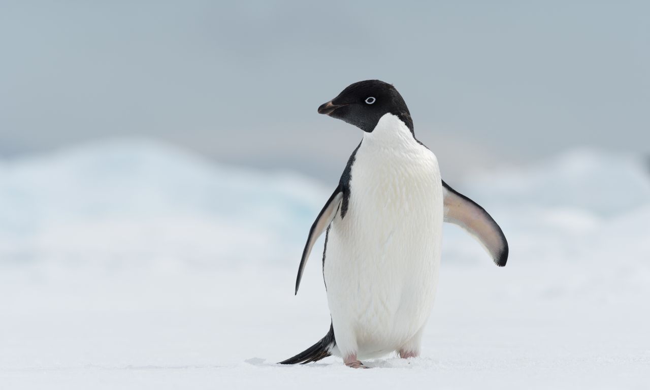 Пингвины +в антарктиде