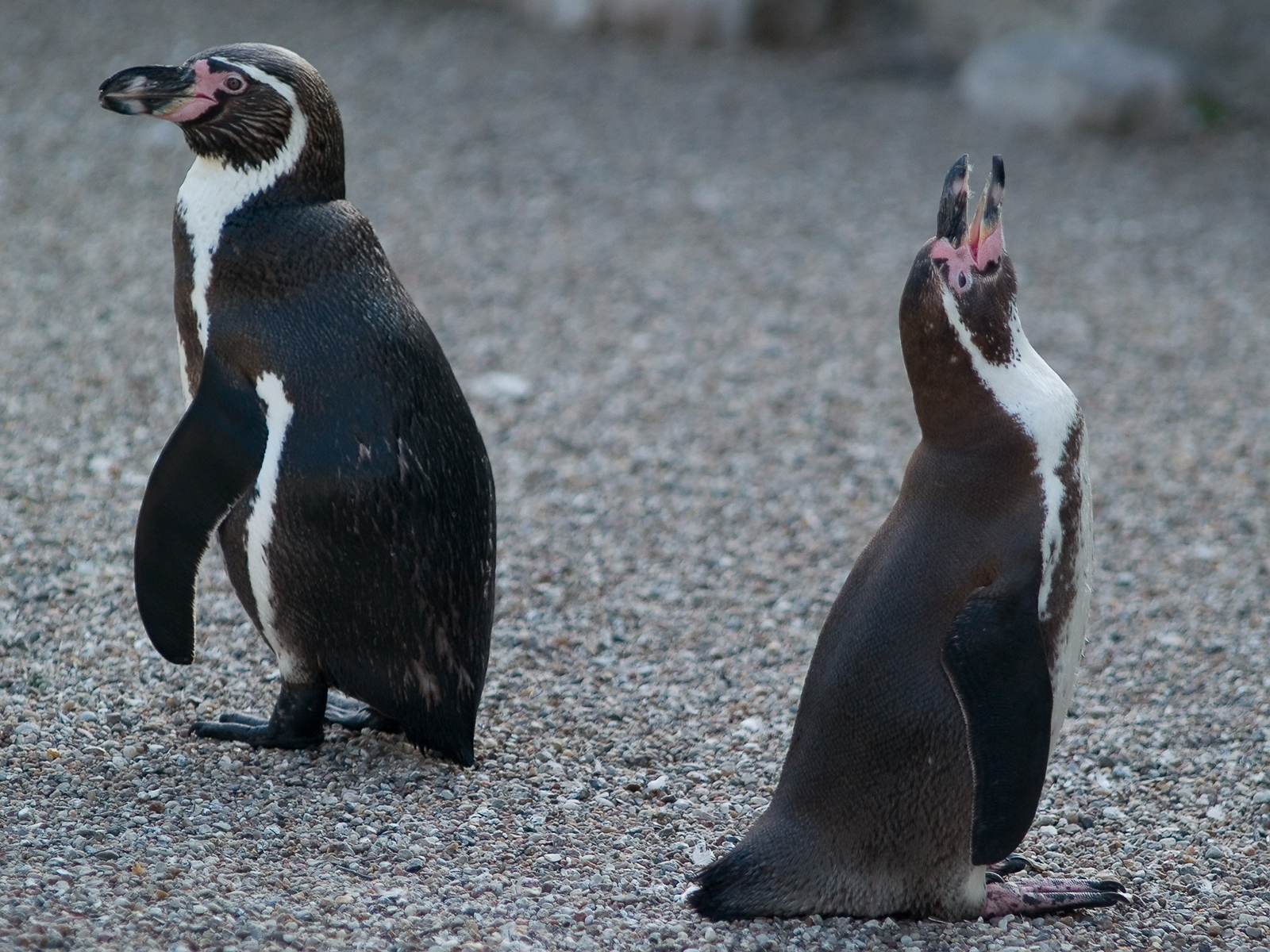 Качества пингвина