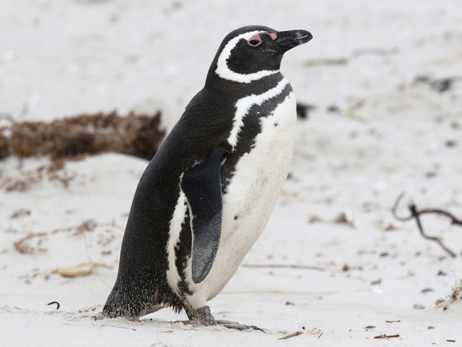 Виды пингвинов