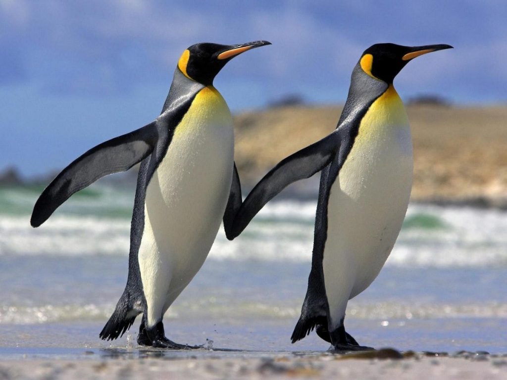 Пингвины видео