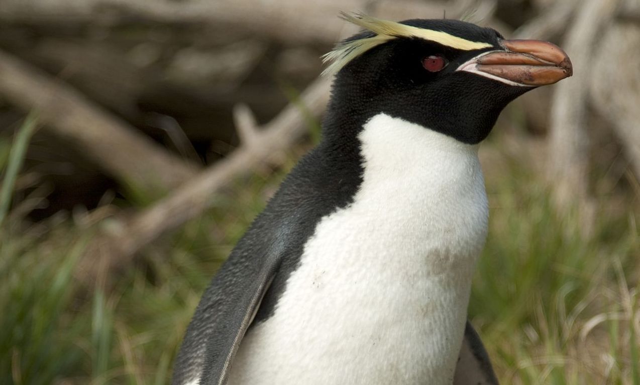 Пингвины обитают