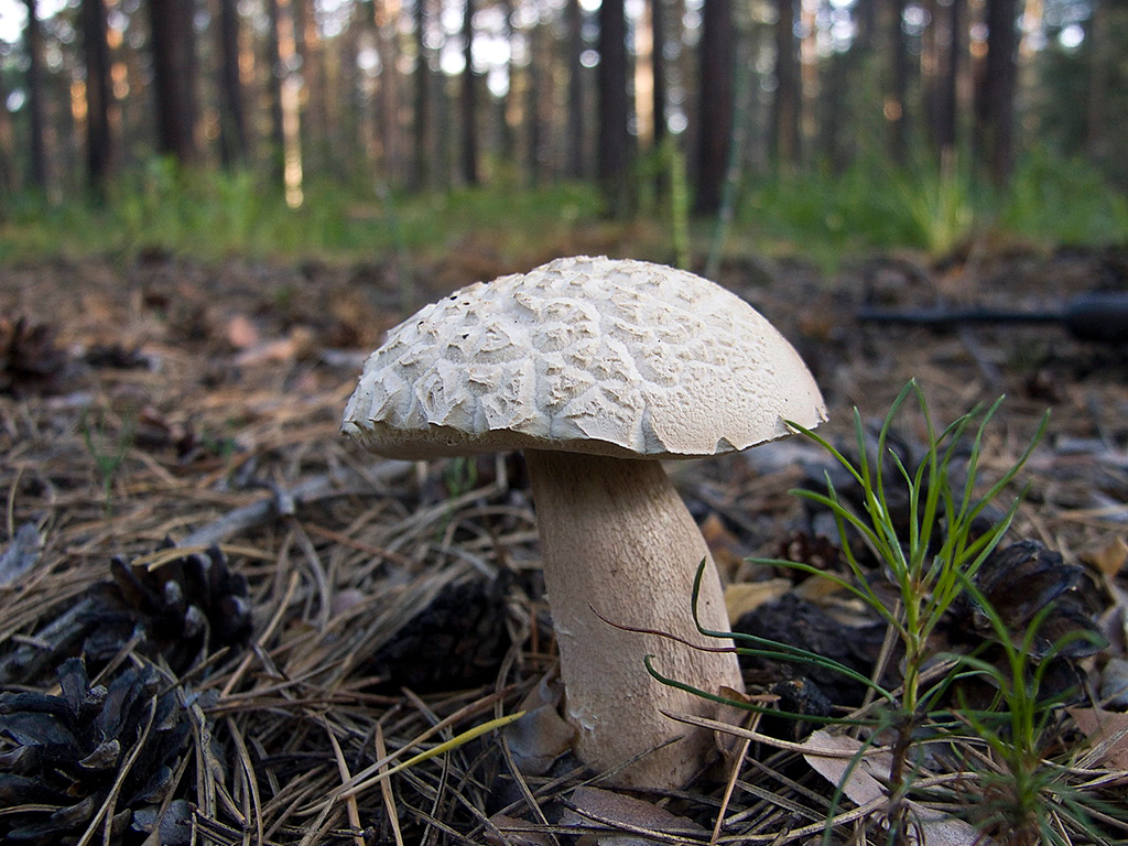 Белый гриб сетчатый (Boletus reticulatus) фото