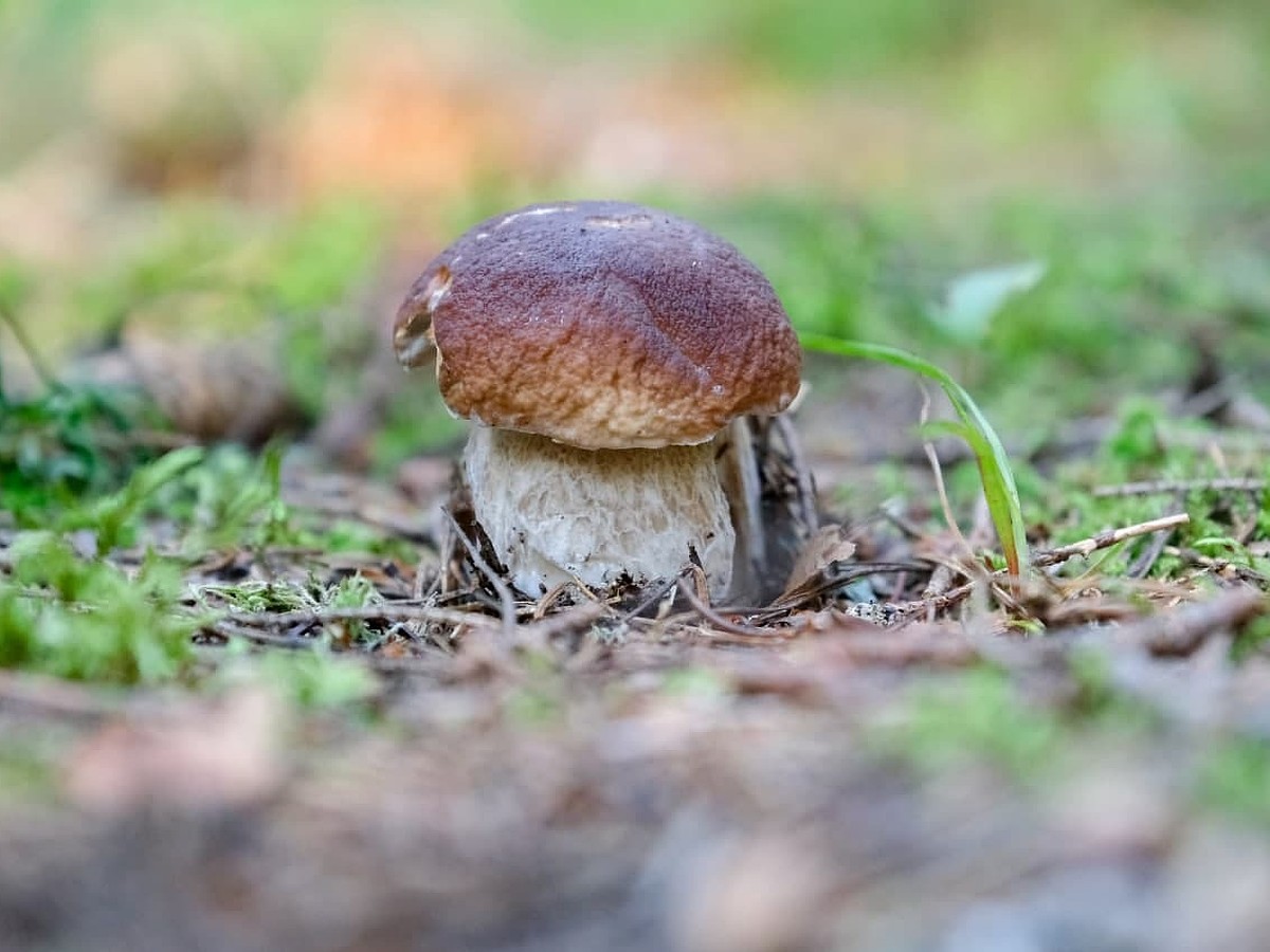 Когда появляются белые грибы фото