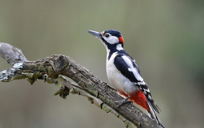 Птица дятел (Dendrocopos): описание, кормление, виды, фото, голос