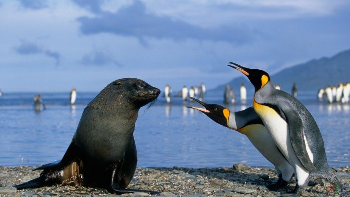Интересные факты об императорских пингвинах фото