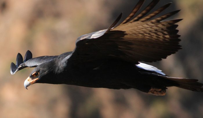 Кафский орёл (Aquila verreauxii) фото