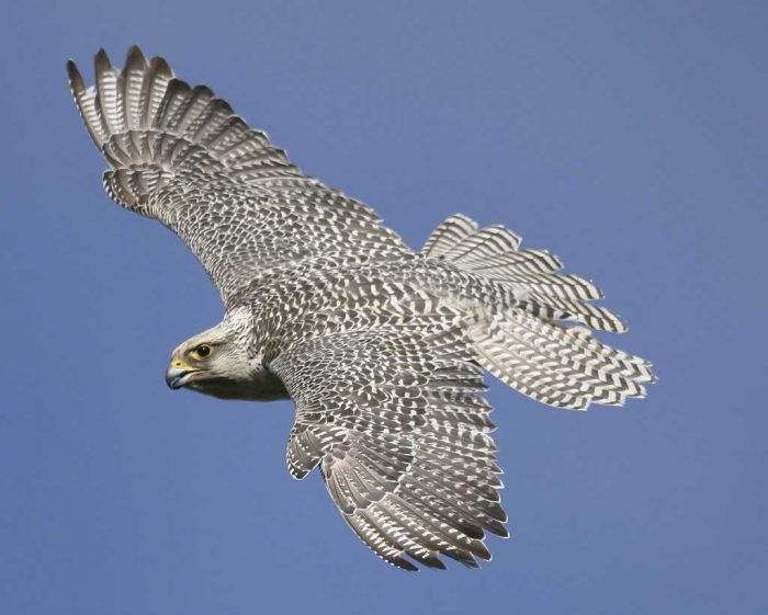 Норвежский или обыкновенный серый кречет (Falco hyrfalco) фото