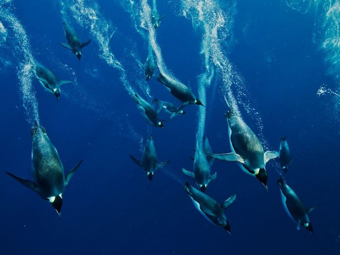 Особенности питания императорского пингвина фото
