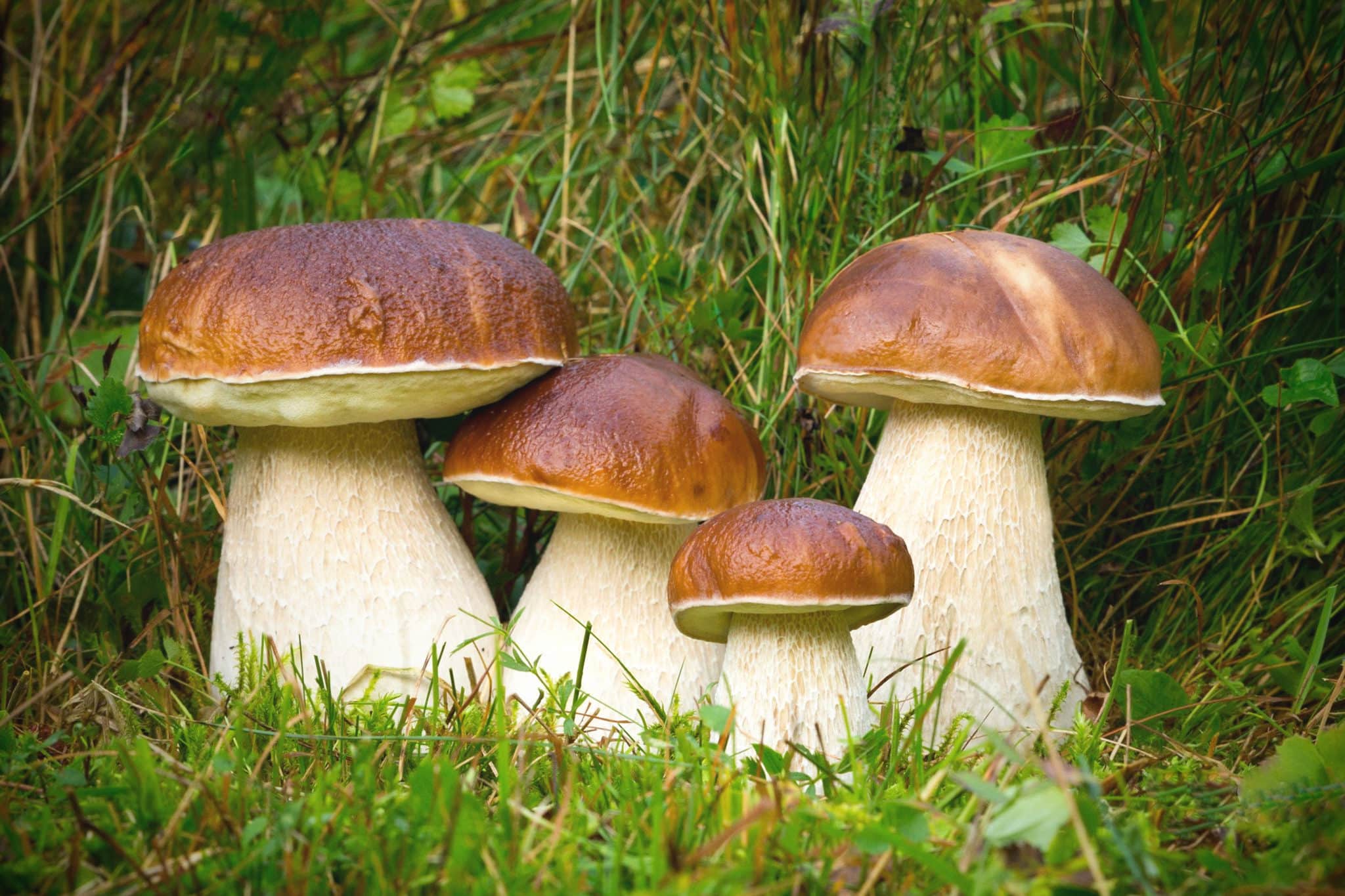 Интересные факты о белом грибе фото