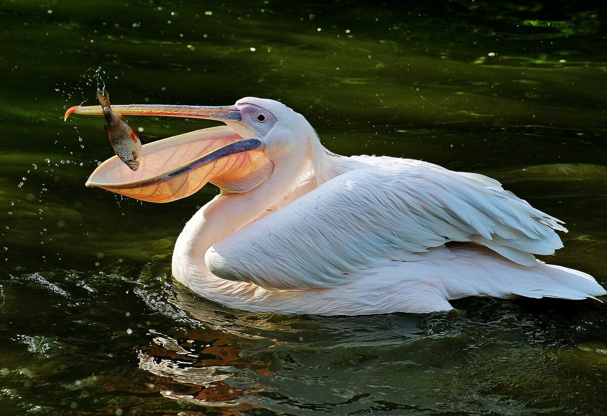 Пеликан (Pelecanus): описание, питание, виды, фото, размножение
