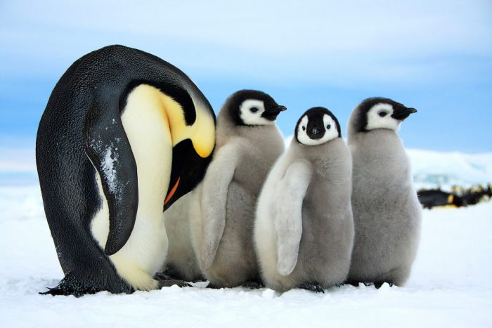 Размножение императорского пингвина фото
