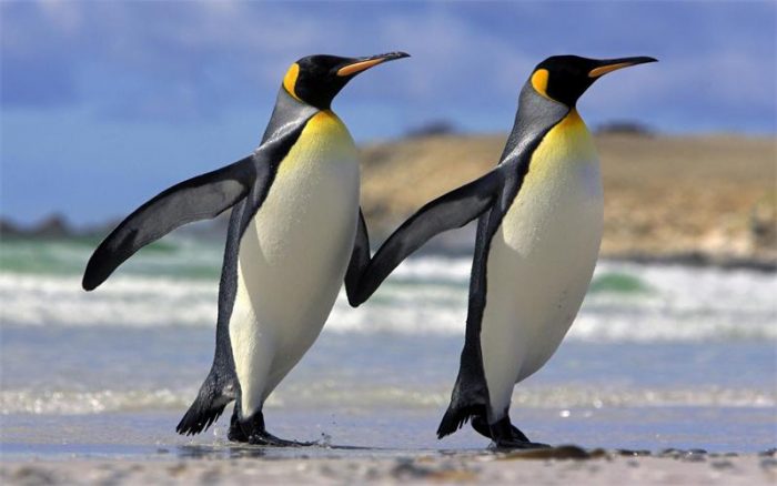 Самец и самка императорского пингвина: основные отличия фото