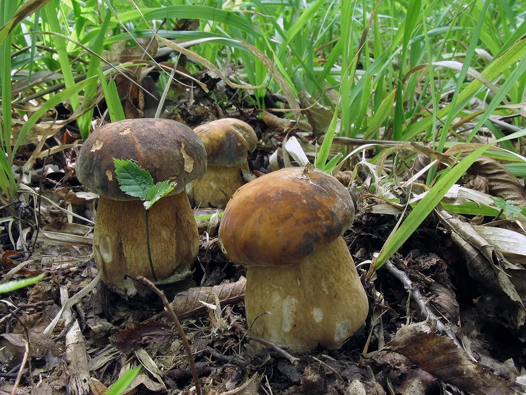 Белый гриб тёмно-бронзовый, или грабовый (Boletus aereus) фото