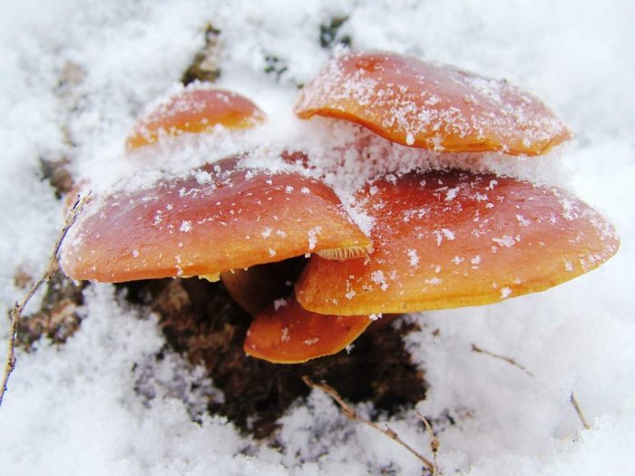 Виды зимнего гриба фото