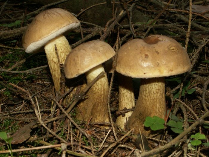 Жёлчный гриб фото