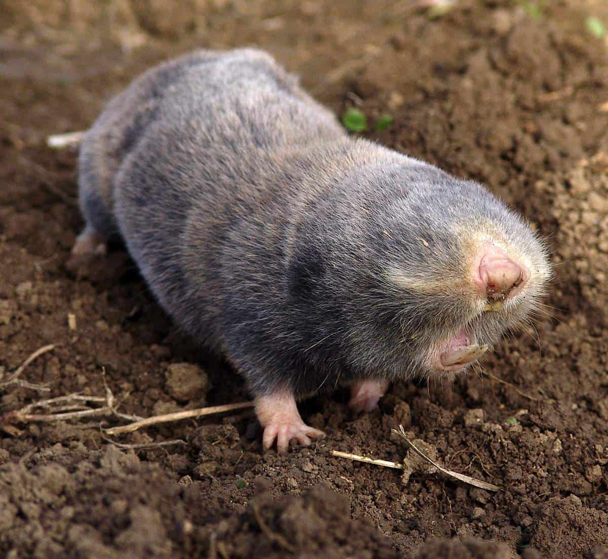 Земляные крысы в огороде фото и описание