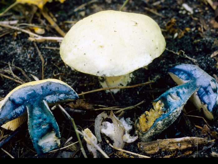 Гиропорус синеющий (Gyroporus cyanescens) фото