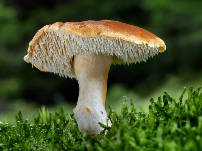 За какие грибы вскоре могут оштрафовать до миллиона? Фото 