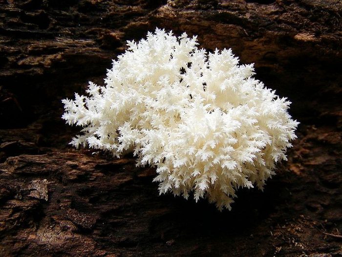 Ежовик коралловидный (Hericium coralloides) фото