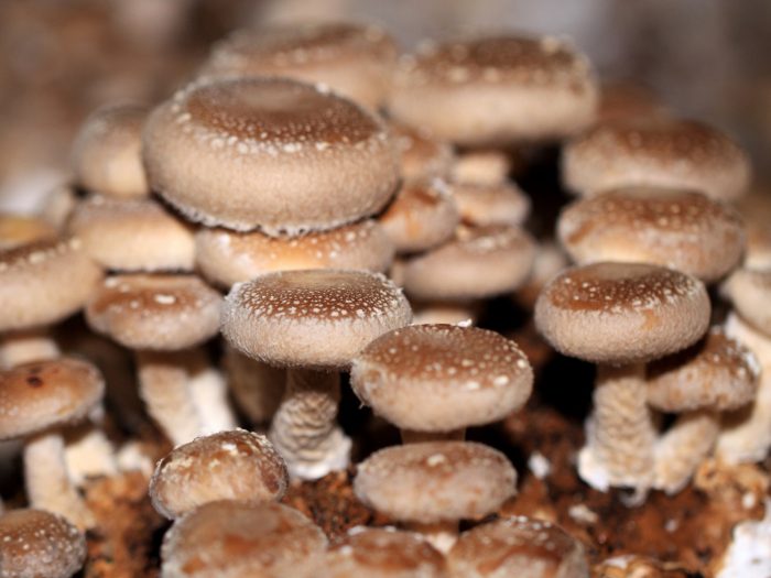 Интересные факты о грибе шиитаке фото