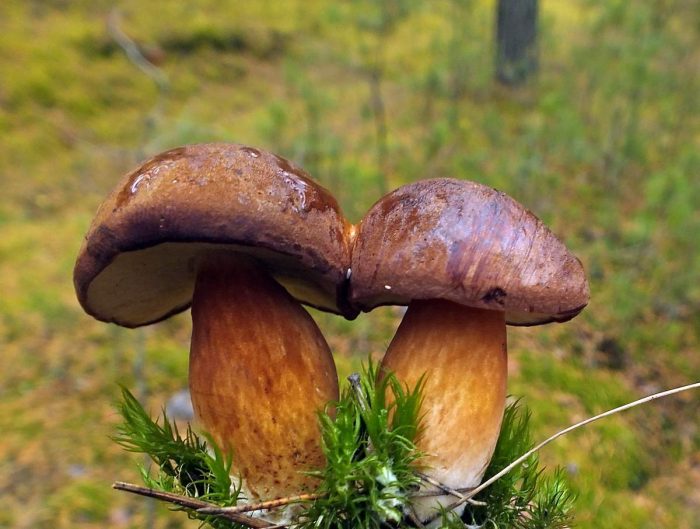 Панский гриб или моховик каштановый (Boletus badius) фото