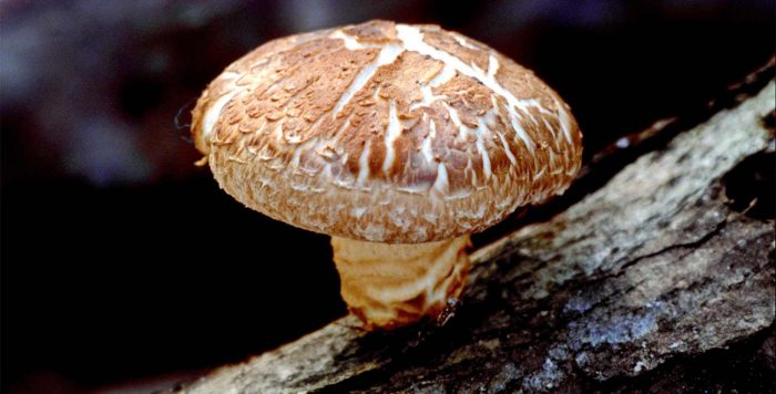 Виды гриба шиитаке фото