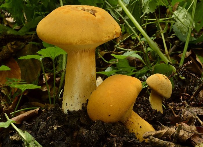Ядовитые и несъедобные виды гриба чешуйчатка травяная фото