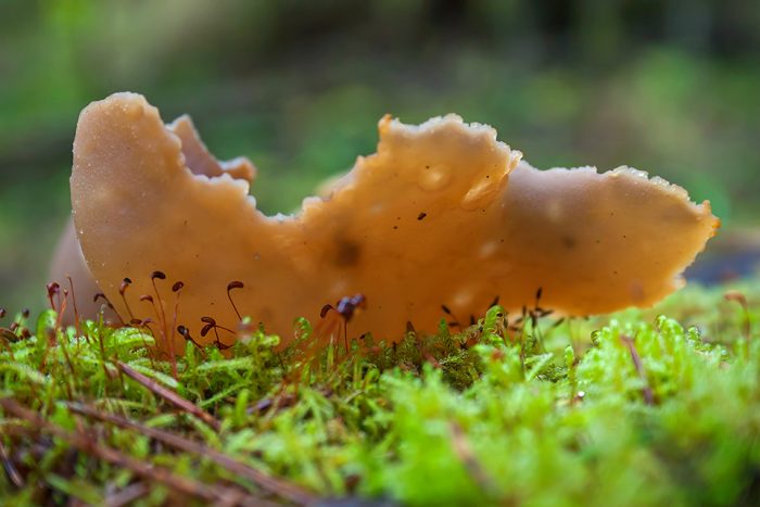 Ядовитые и несъедобные виды гриба пецица фото